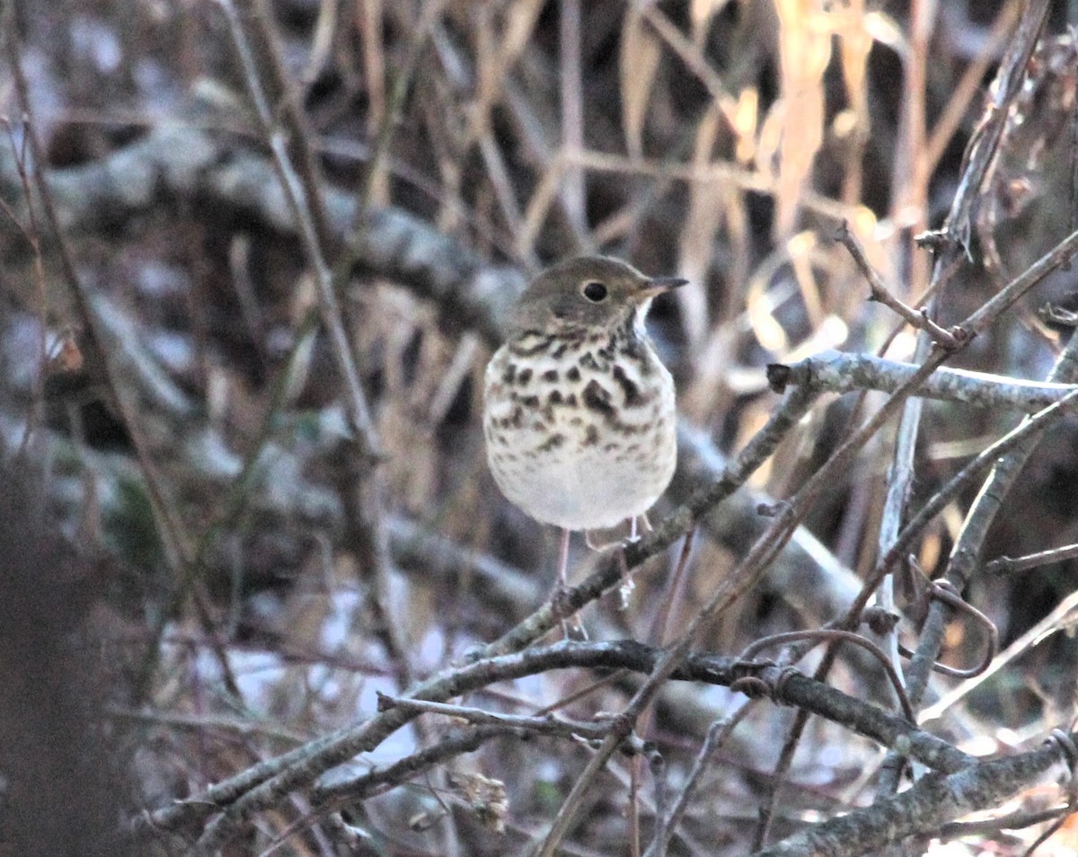 eremittskogtrost - ML646801808