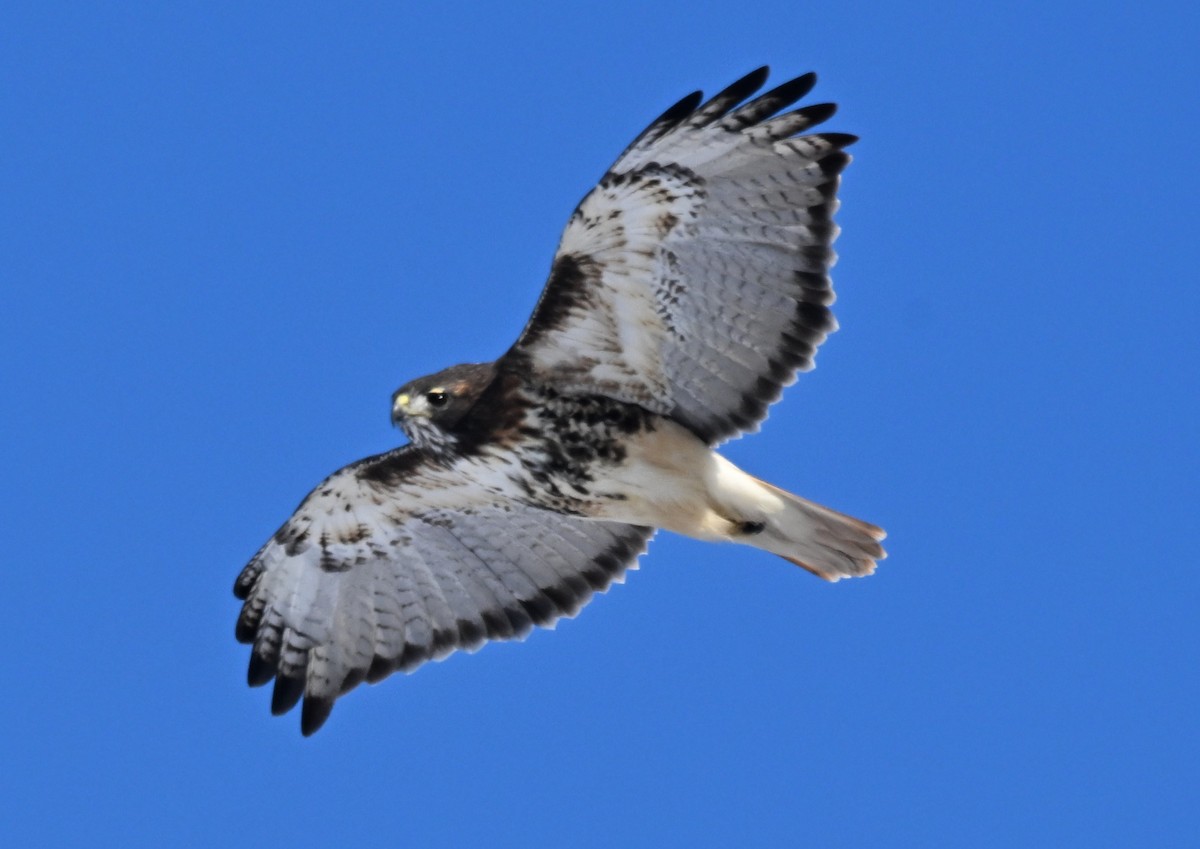 Busardo Colirrojo (abieticola) - ML646801809