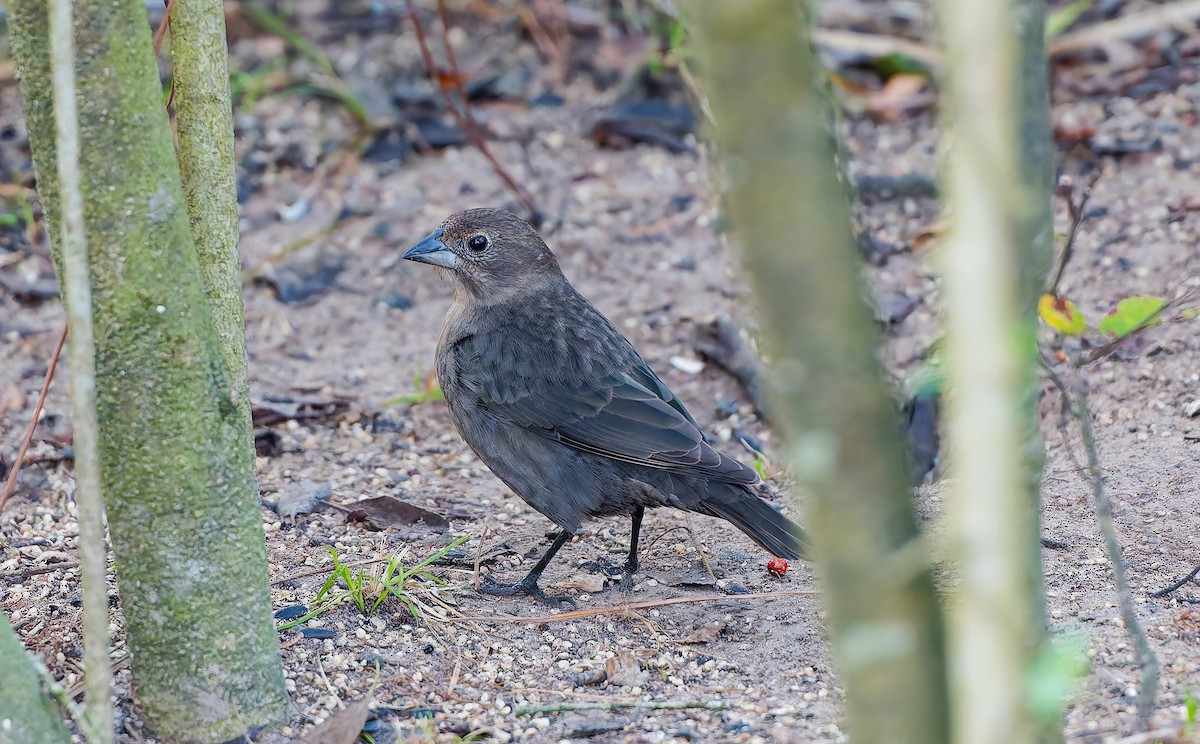 brunhodetrupial - ML646801812