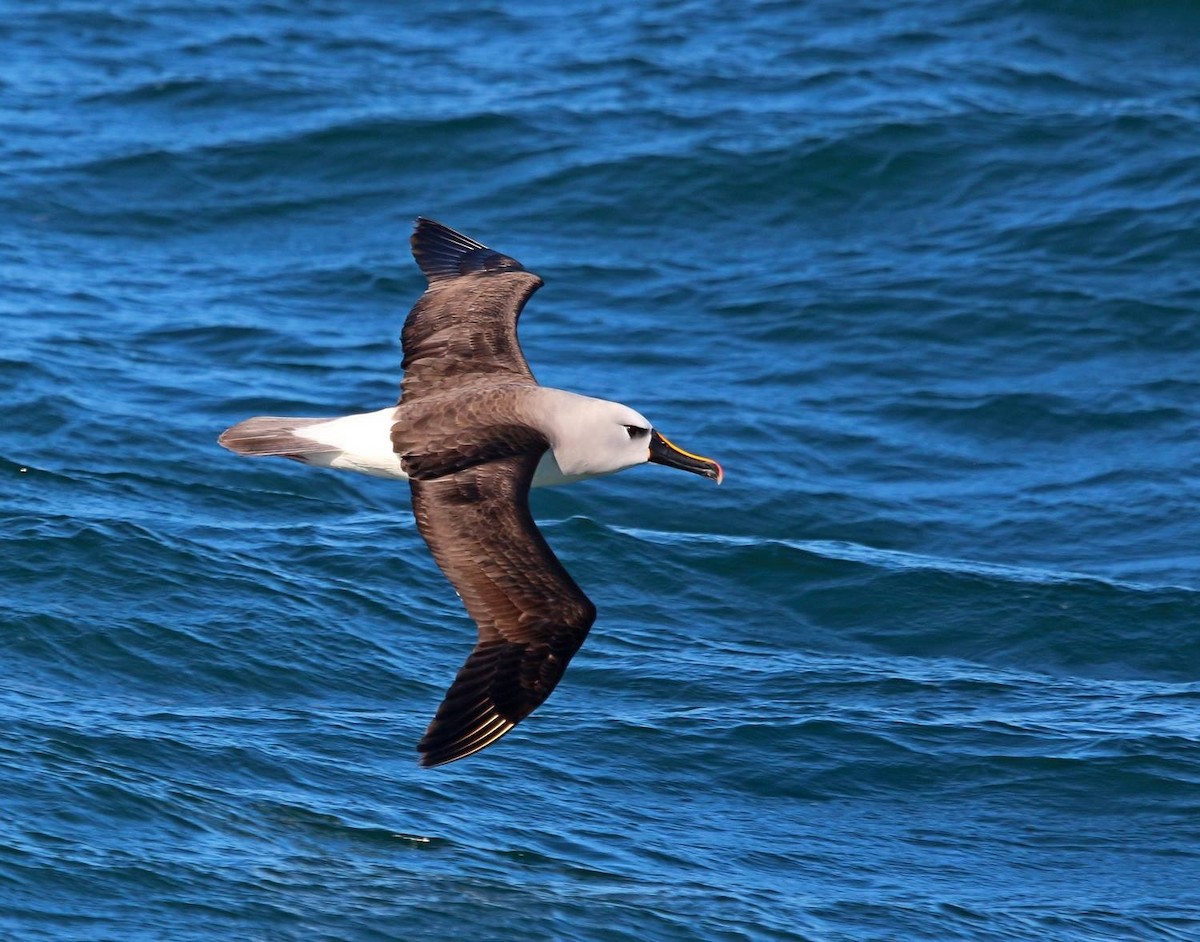אלבטרוס צהוב-מקור - ML646801816