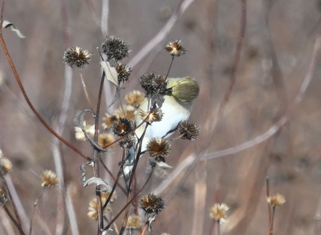 Jilguero Yanqui - ML646801818