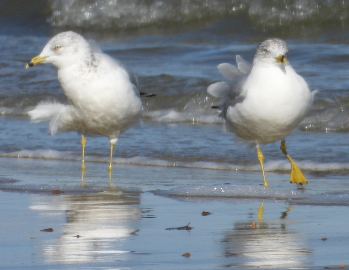 Ringschnabelmöwe - ML646801819