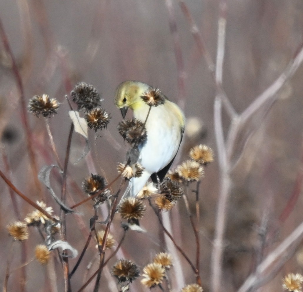 Jilguero Yanqui - ML646801820