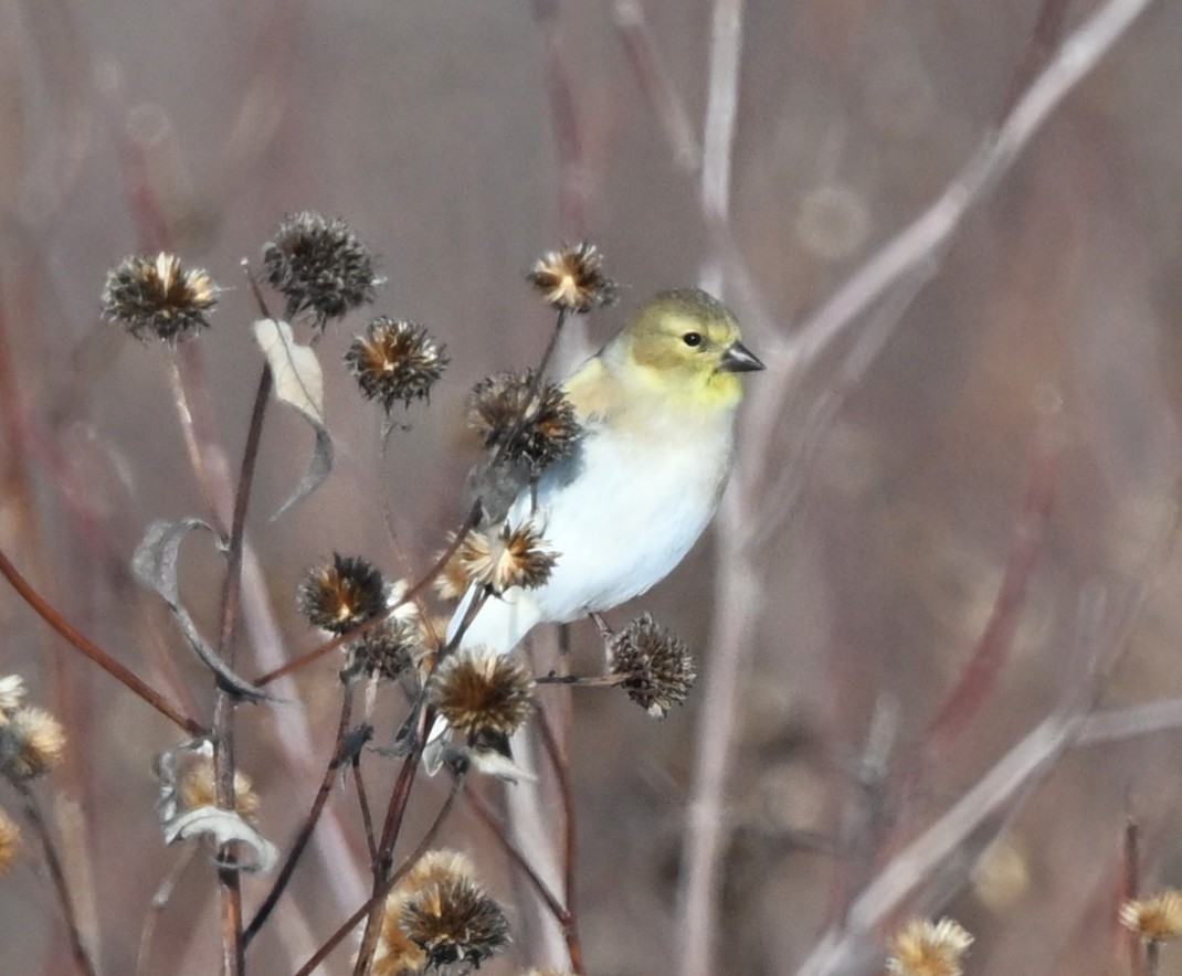 Jilguero Yanqui - ML646801821