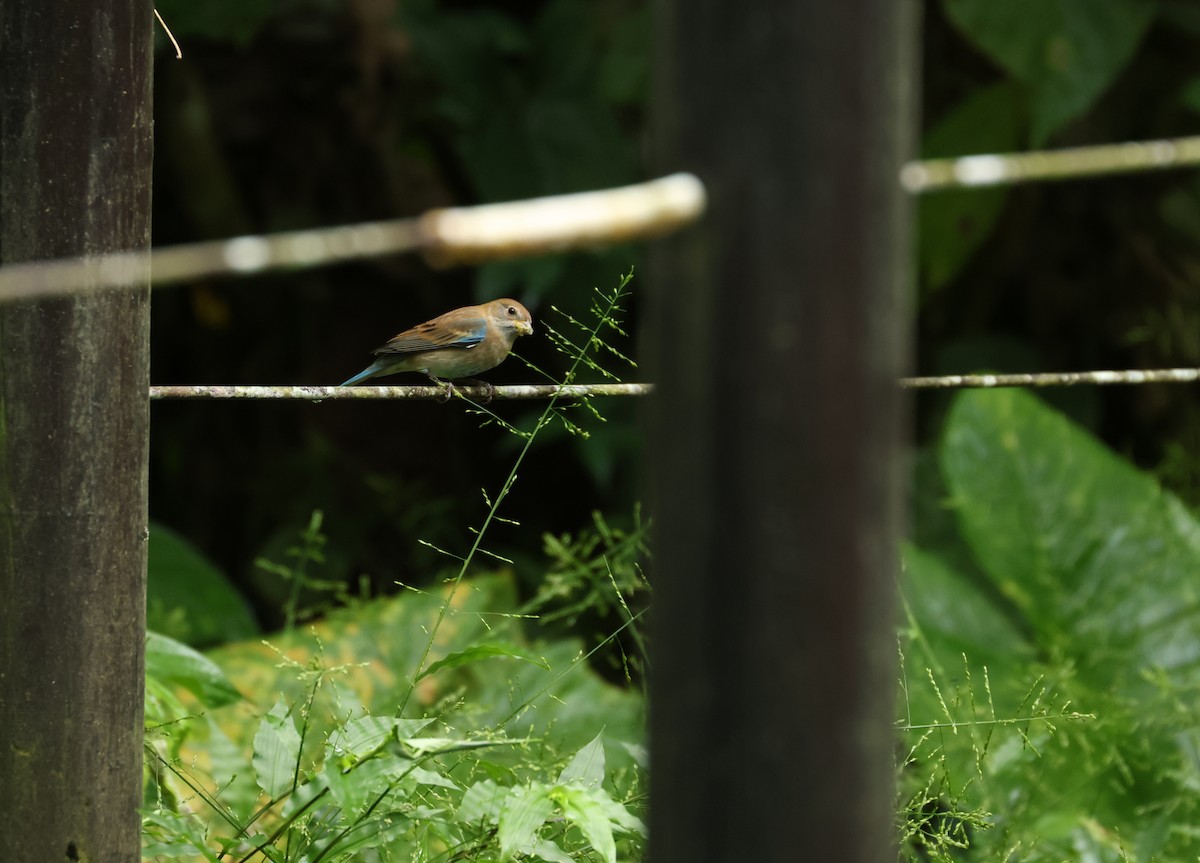Indigo Bunting - ML646801824
