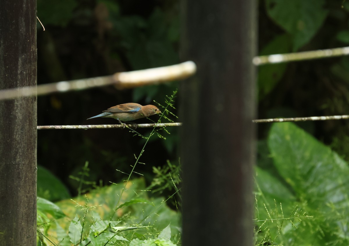 Indigo Bunting - ML646801825