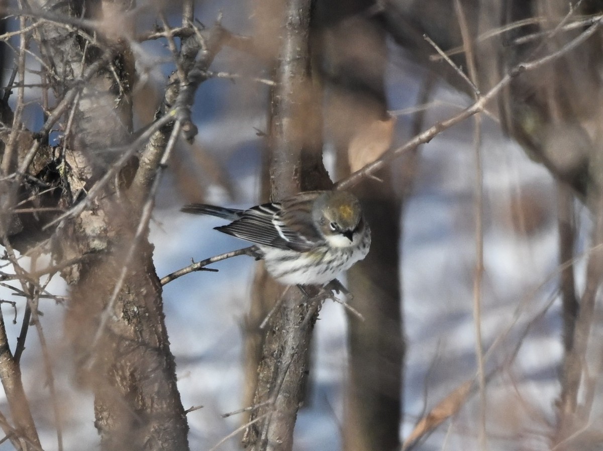 Reinita Coronada - ML646801827