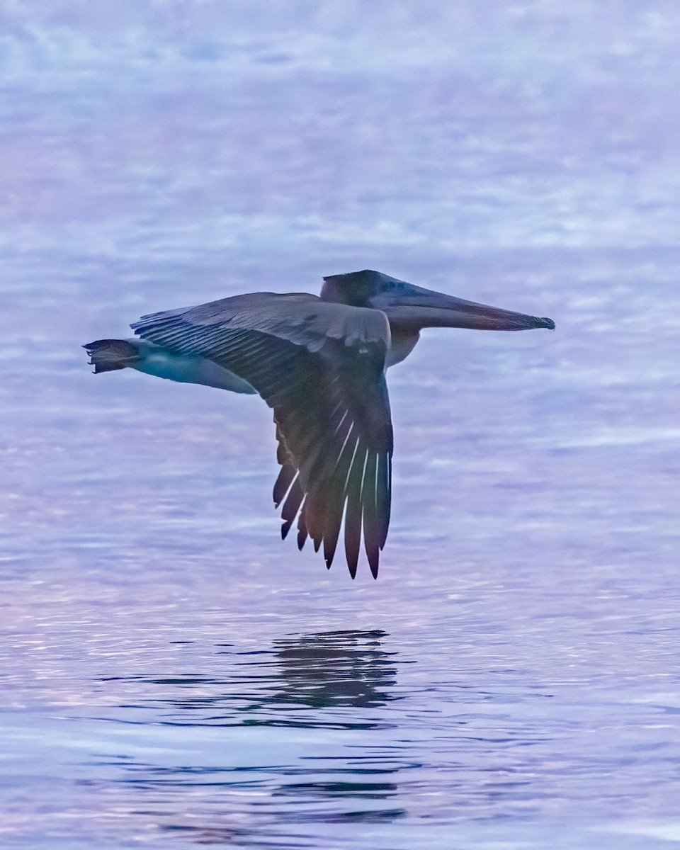 Pélican brun - ML646801833