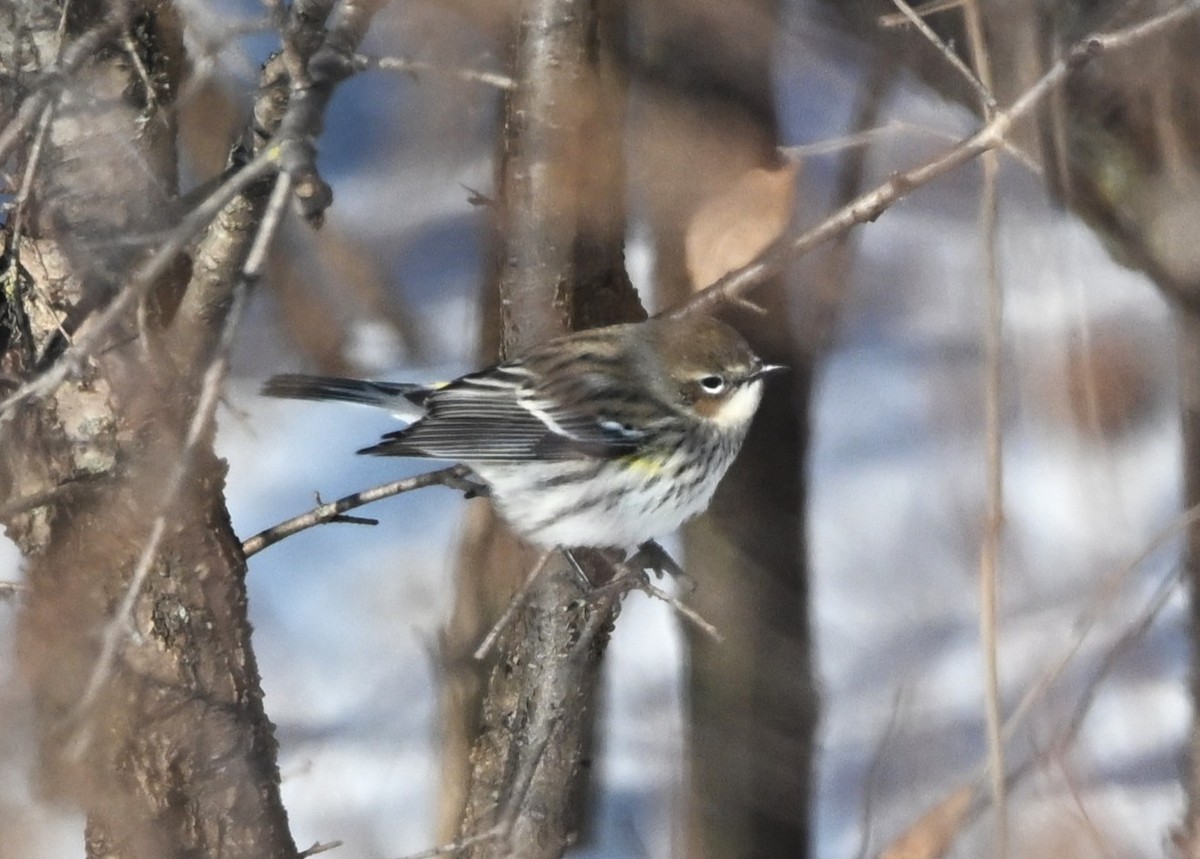 Reinita Coronada - ML646801836