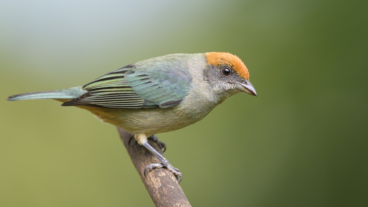 Çalı Tangarası - ML646801838