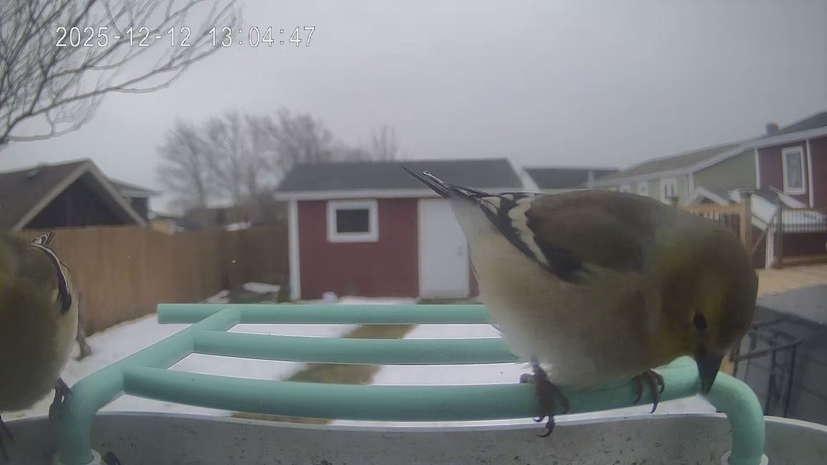 American Goldfinch - ML646801839
