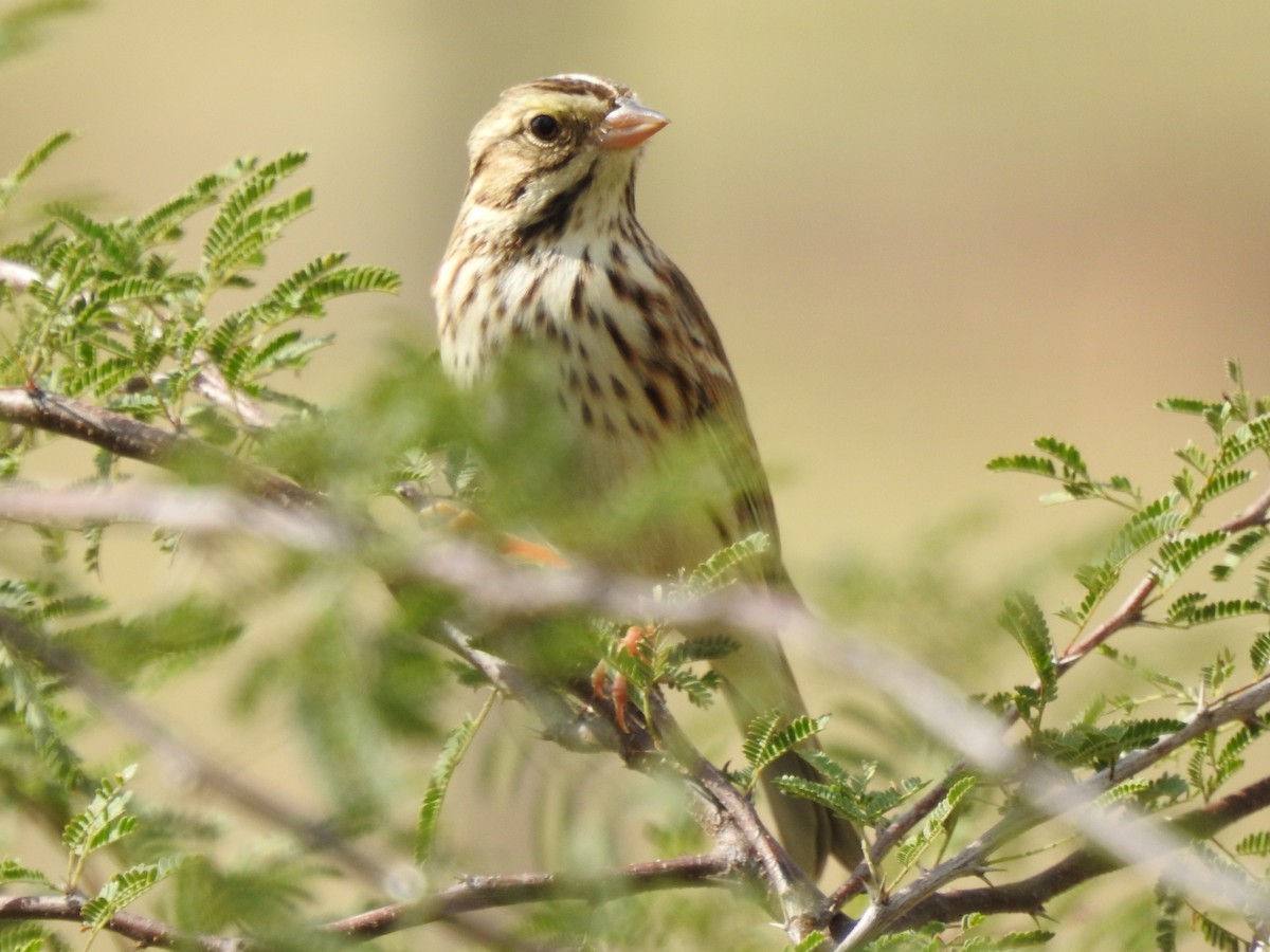 Savannah Sparrow - ML646801841