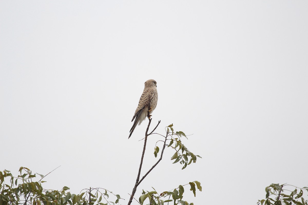 Faucon crécerelle - ML646801844