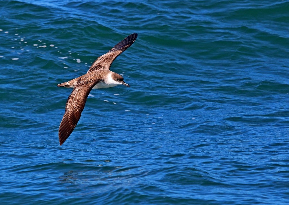 יסעור שחור-כיפה - ML646801847