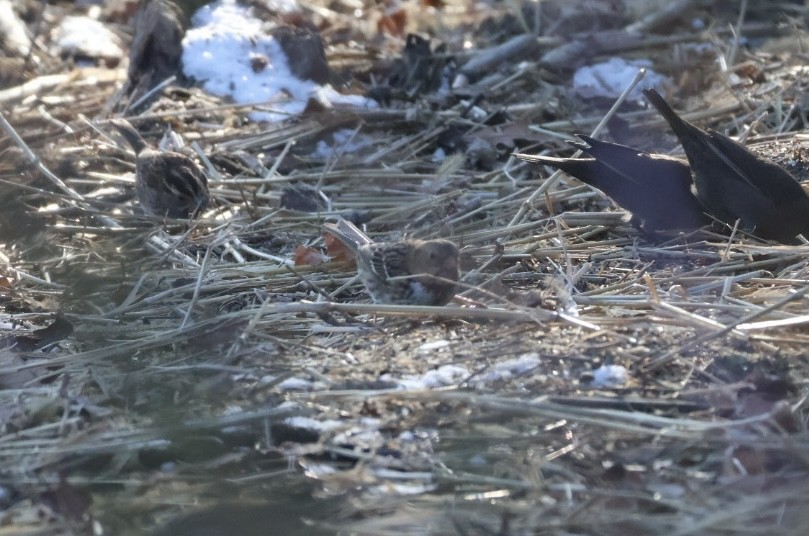 Harris's Sparrow - ML646801848