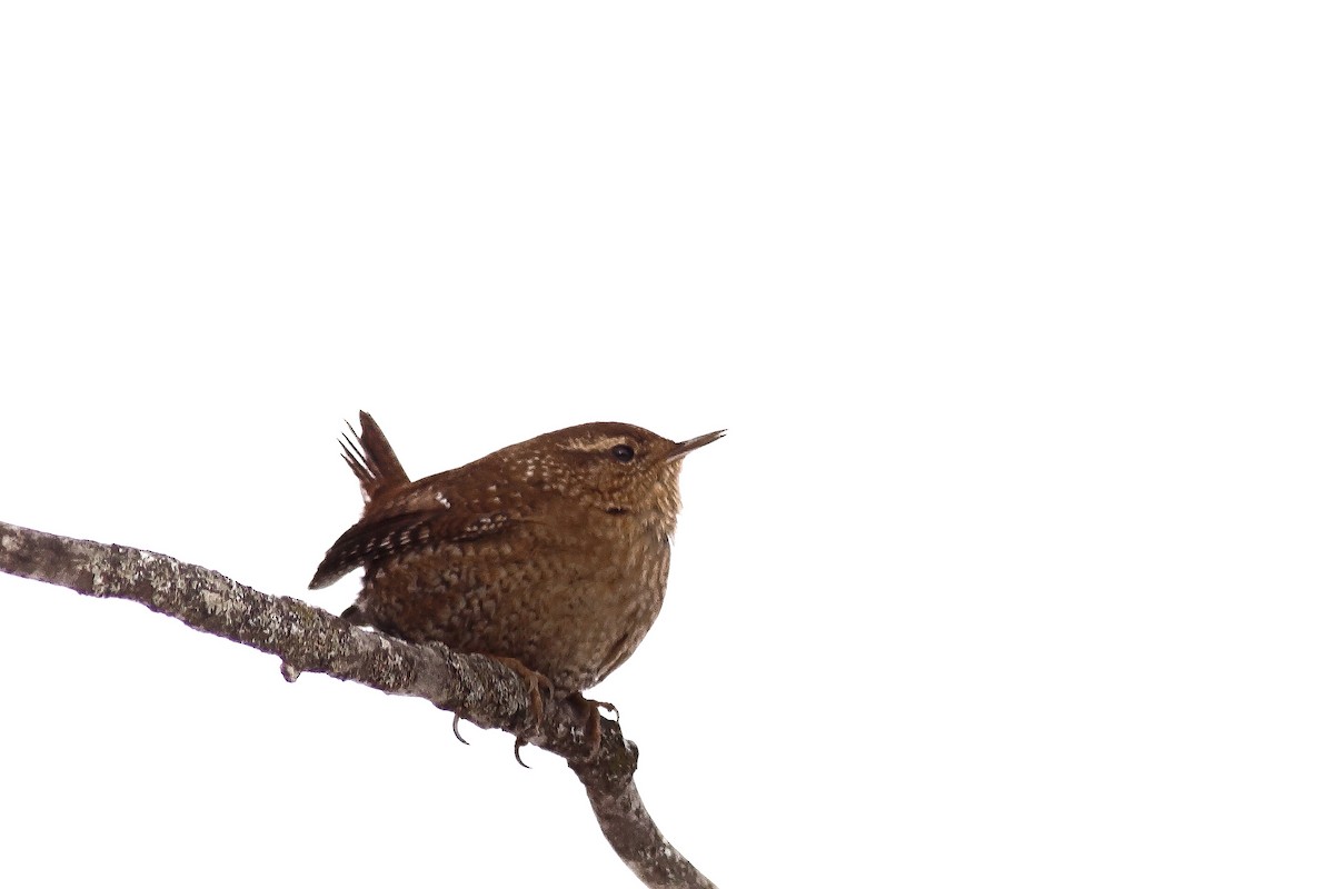 Winterzaunkönig - ML646801849