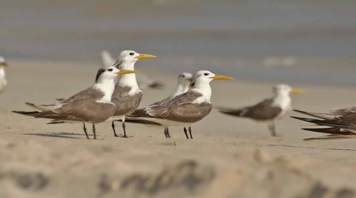 Хохлатая крачка - ML646801853