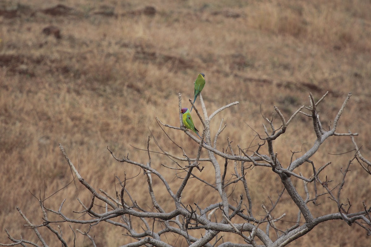 Plum-headed Parakeet - ML646801855
