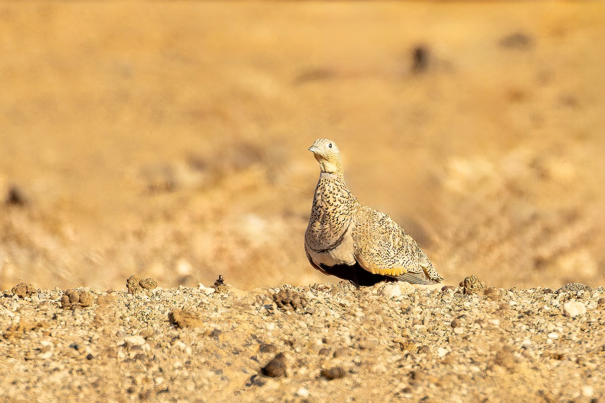 stepokur písečný - ML646801858