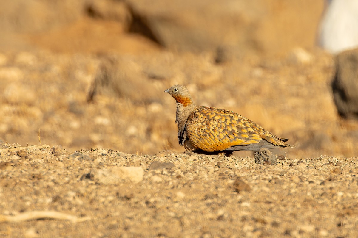 stepokur písečný - ML646801859