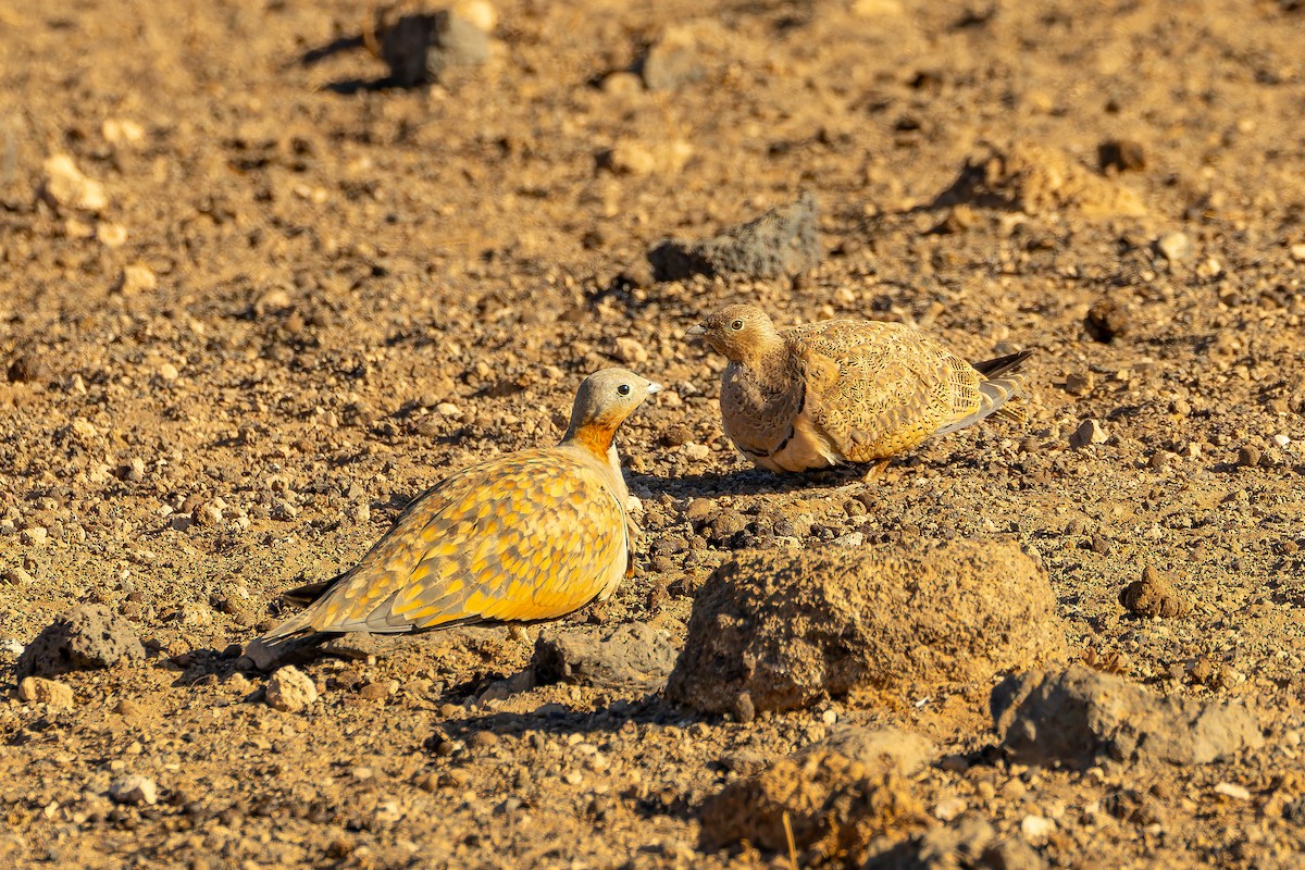 stepokur písečný - ML646801860