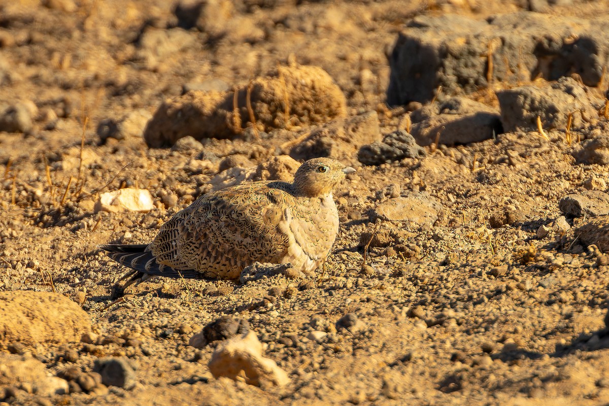 stepokur písečný - ML646801861