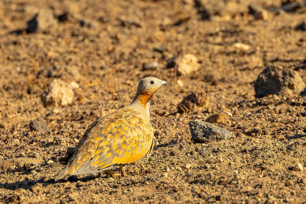 stepokur písečný - ML646801862