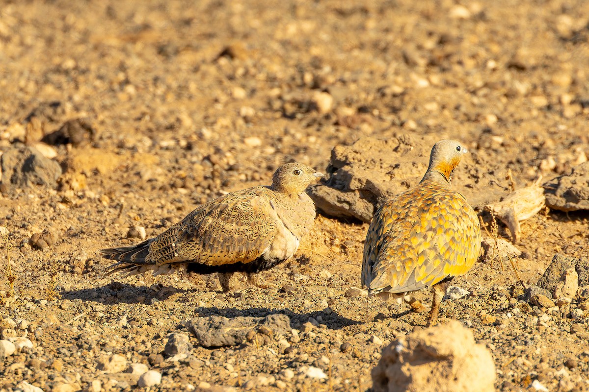 stepokur písečný - ML646801863