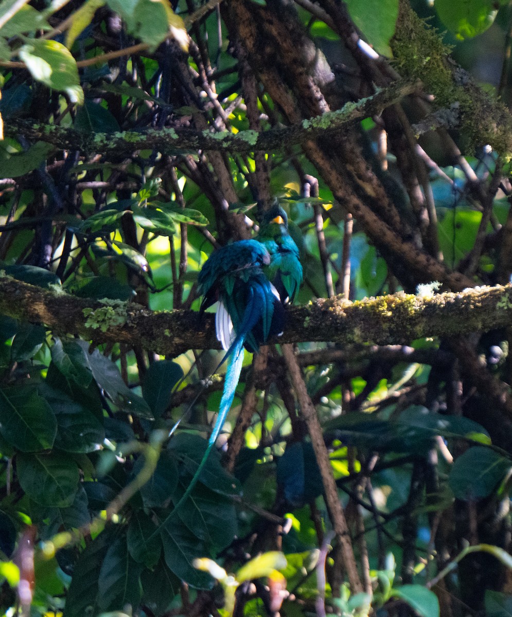 Resplendent Quetzal - ML646801864