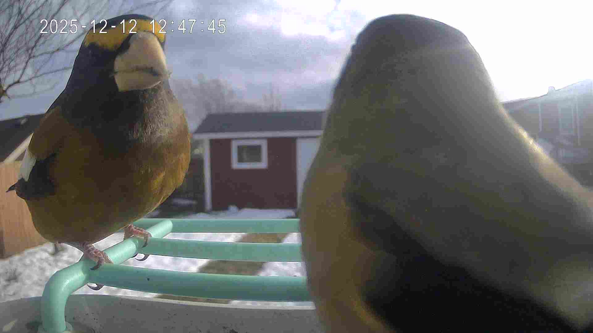 Evening Grosbeak - ML646801869