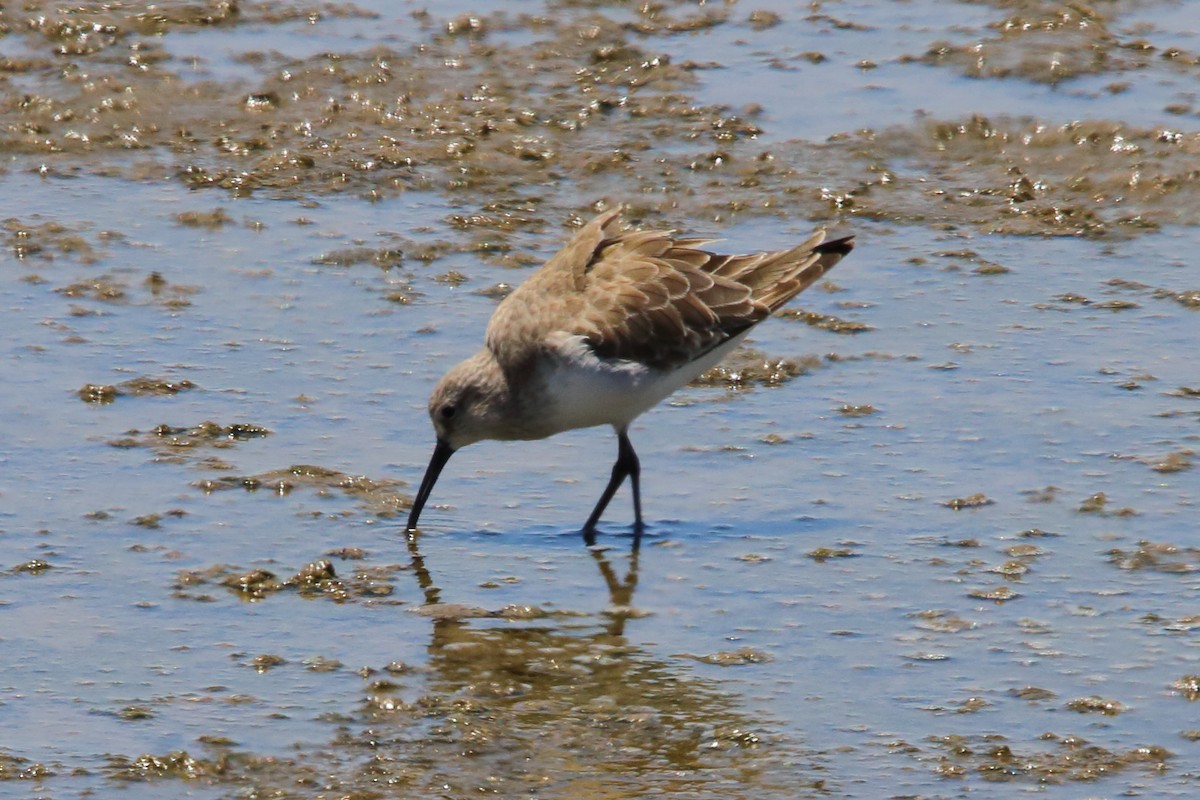 Curlew Sandpiper - ML646801870