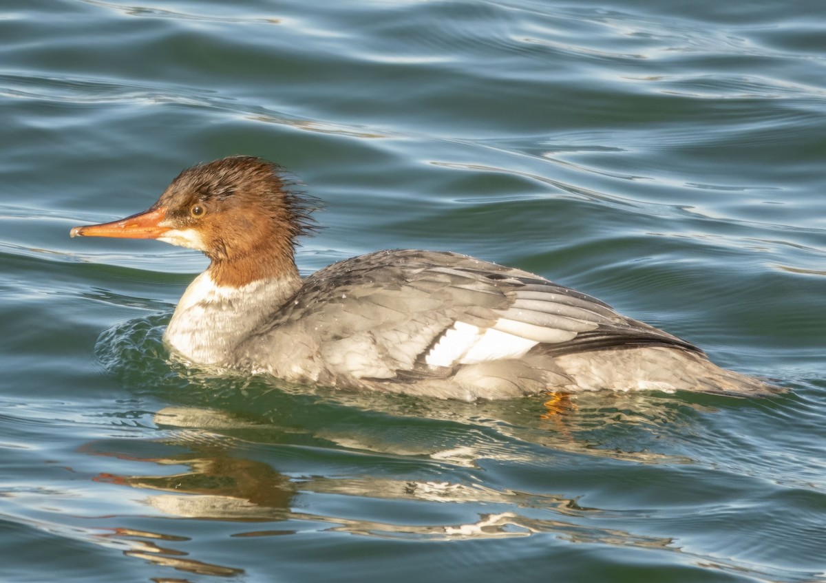 Common Merganser - ML646801872