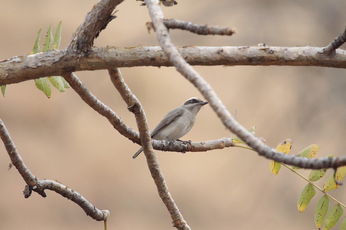 Téphrodorne de Pondichéry - ML646801875