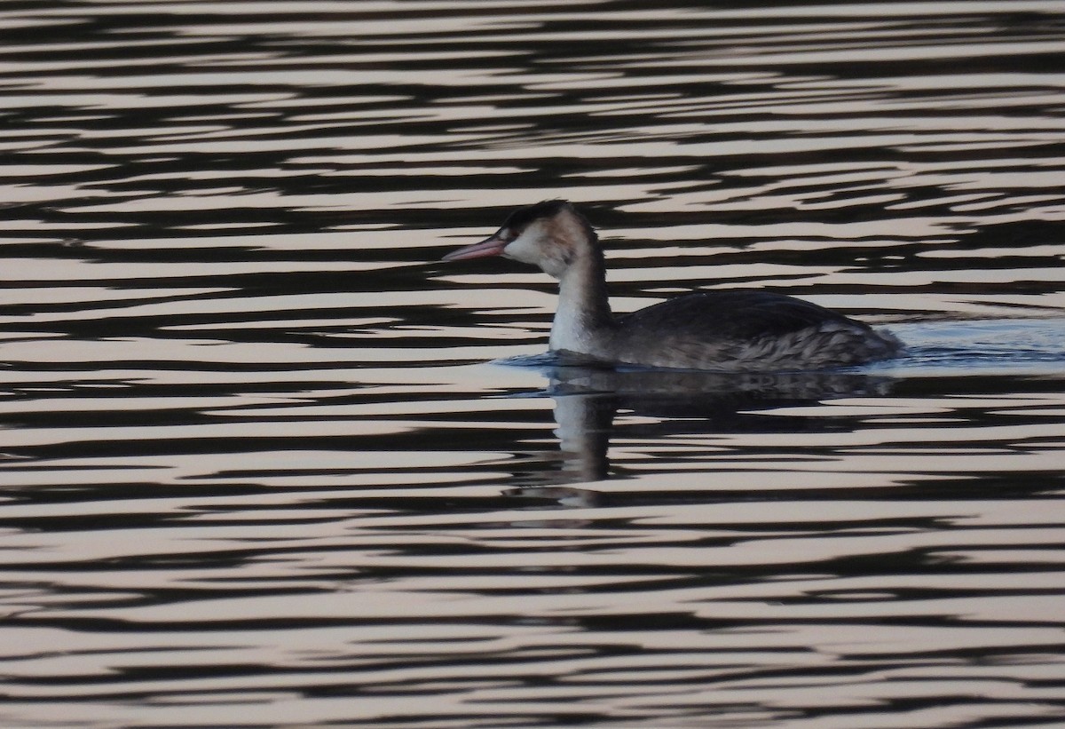 Great Crested Grebe - ML646801877