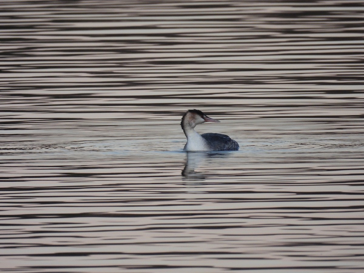 Great Crested Grebe - ML646801878