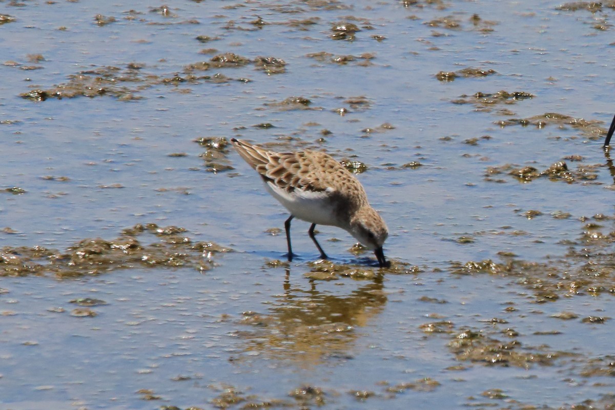 Little Stint - ML646801879