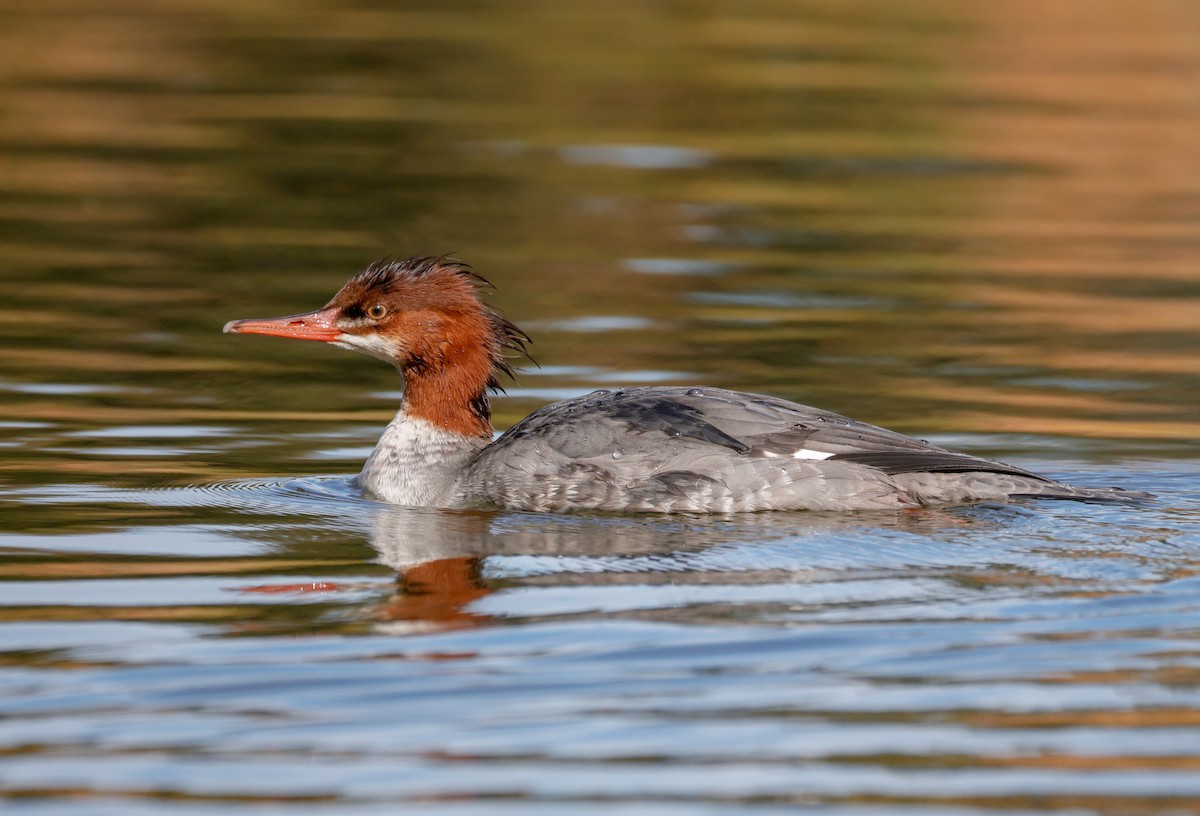 Zerra handia - ML646801880