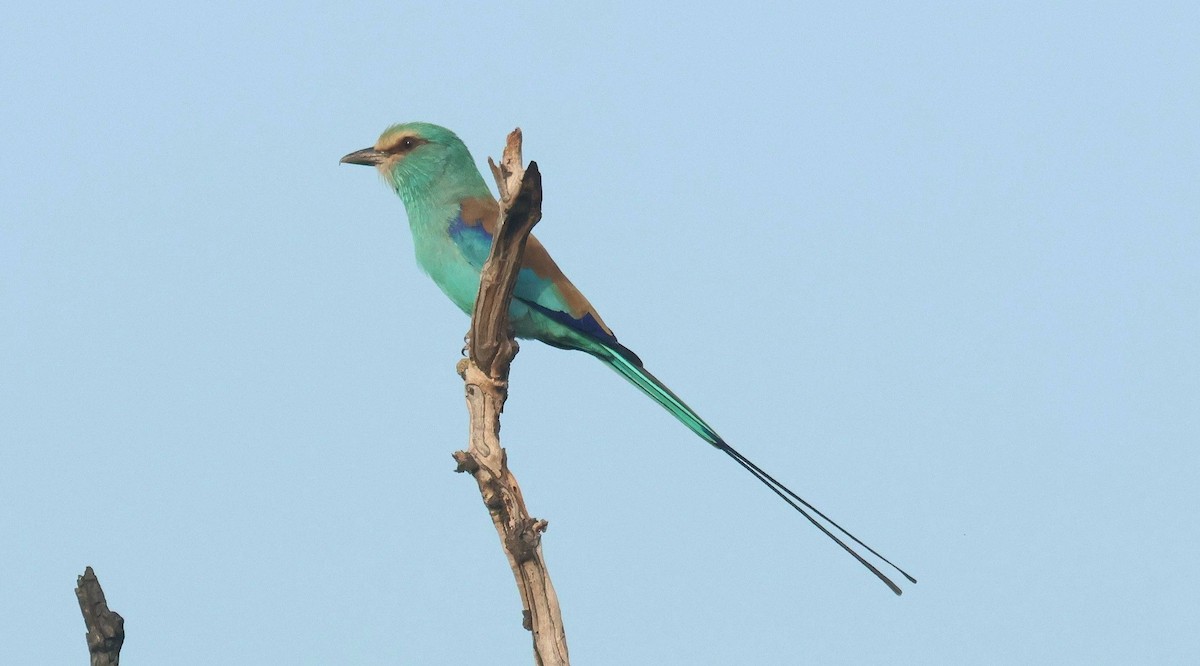Abyssinian Roller - ML646801882