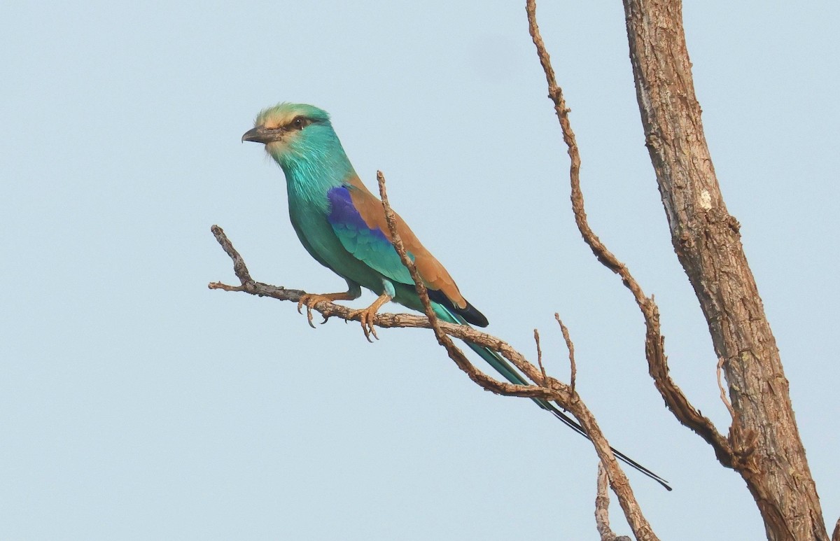 Abyssinian Roller - ML646801883