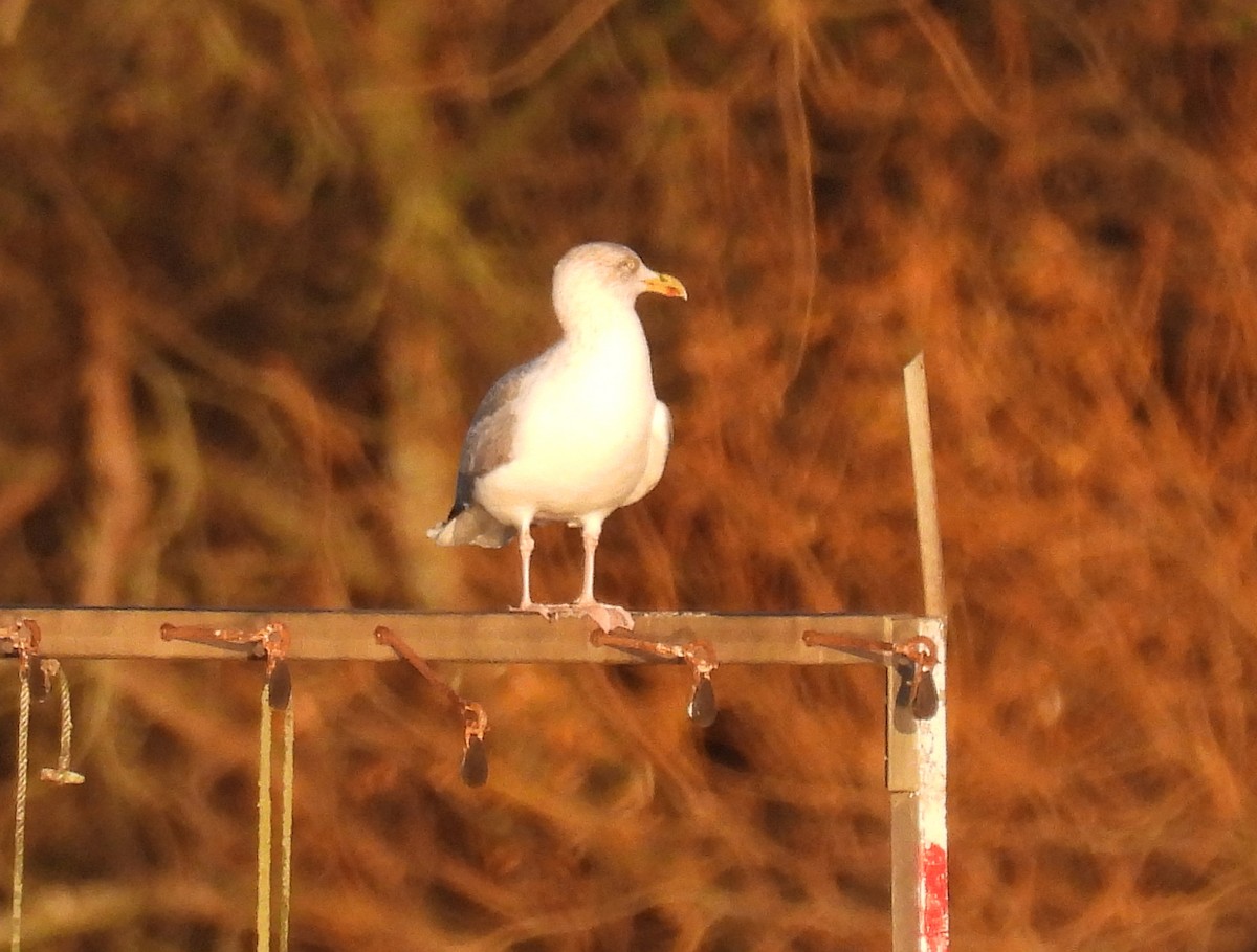 European Herring Gull - ML646801884
