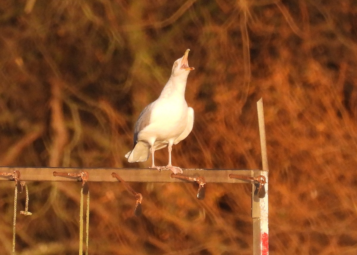 European Herring Gull - ML646801885