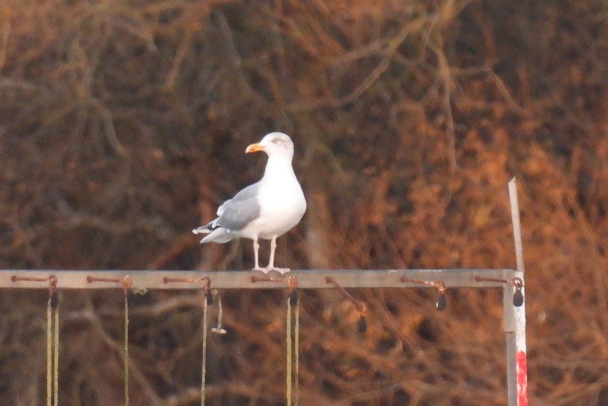 European Herring Gull - ML646801886