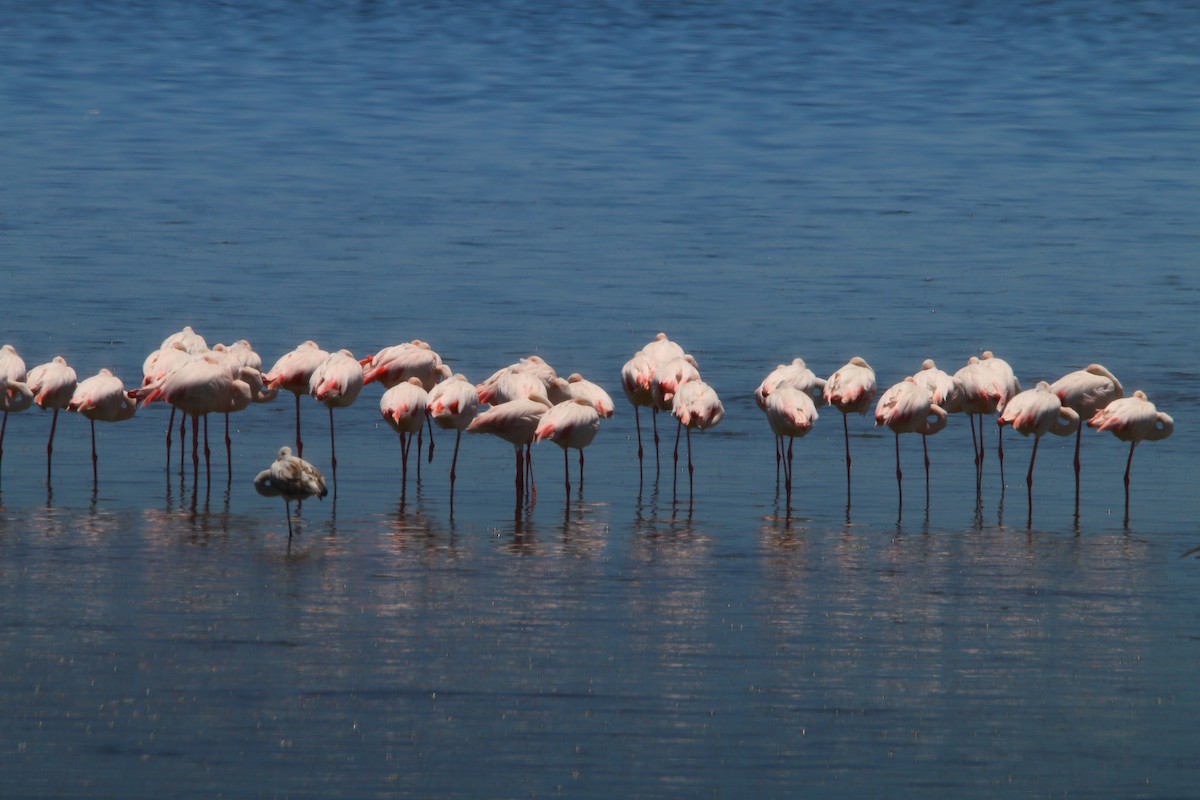 Greater Flamingo - ML646801888