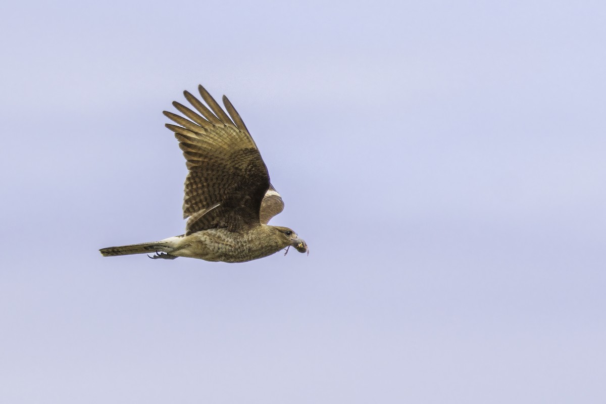 Хіманго - ML646801889