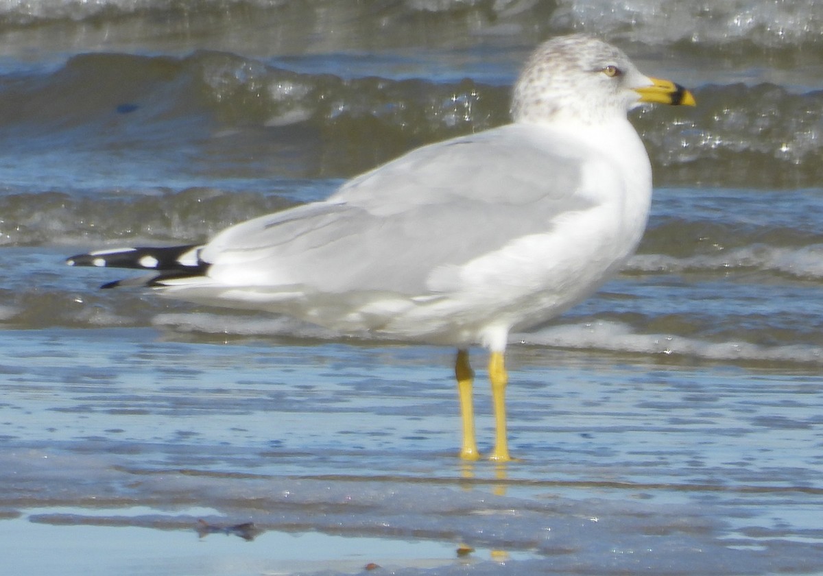 Ringschnabelmöwe - ML646801891