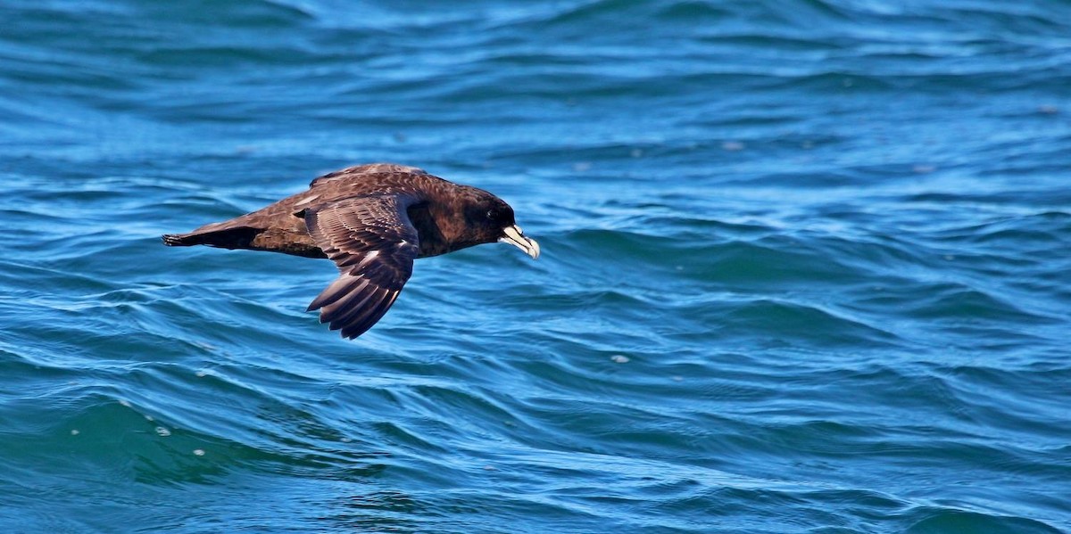 White-chinned Petrel - ML646801893