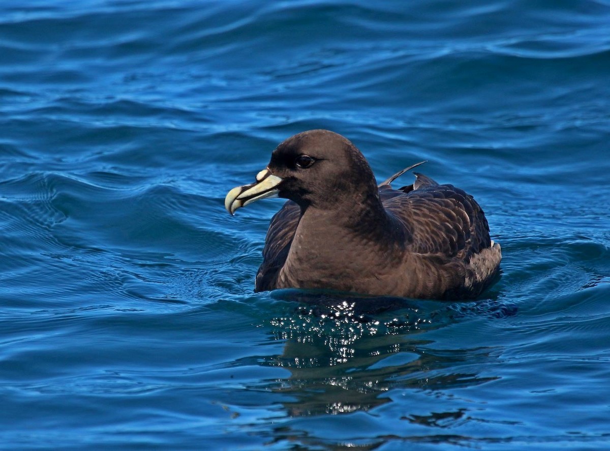 White-chinned Petrel - ML646801894