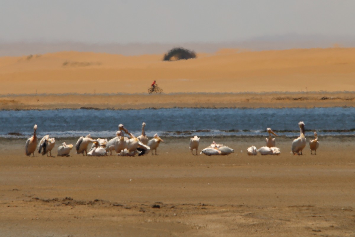 Great White Pelican - ML646801895