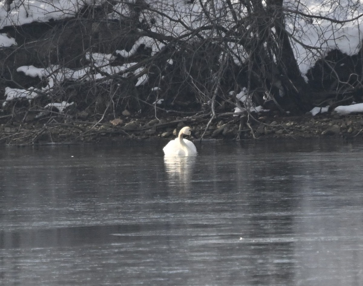 Cisne Chico - ML646801896