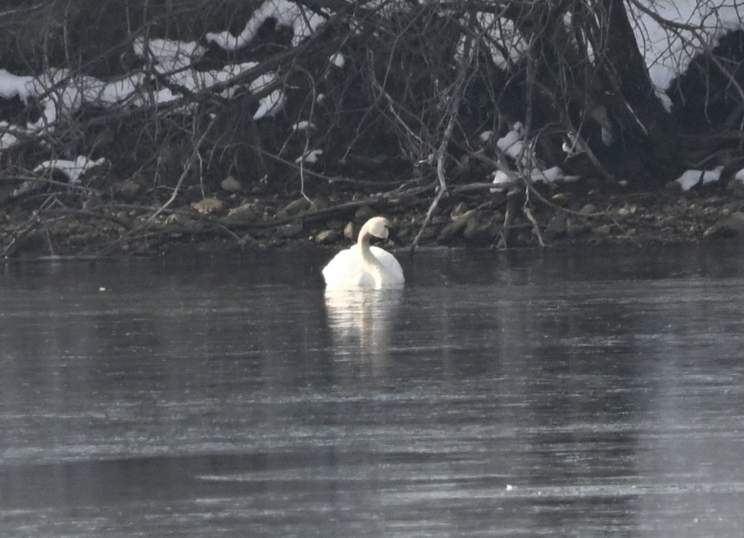 Cisne Chico - ML646801897